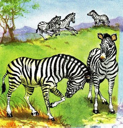 zebrak4.jpg